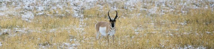 Wyoming Big Game