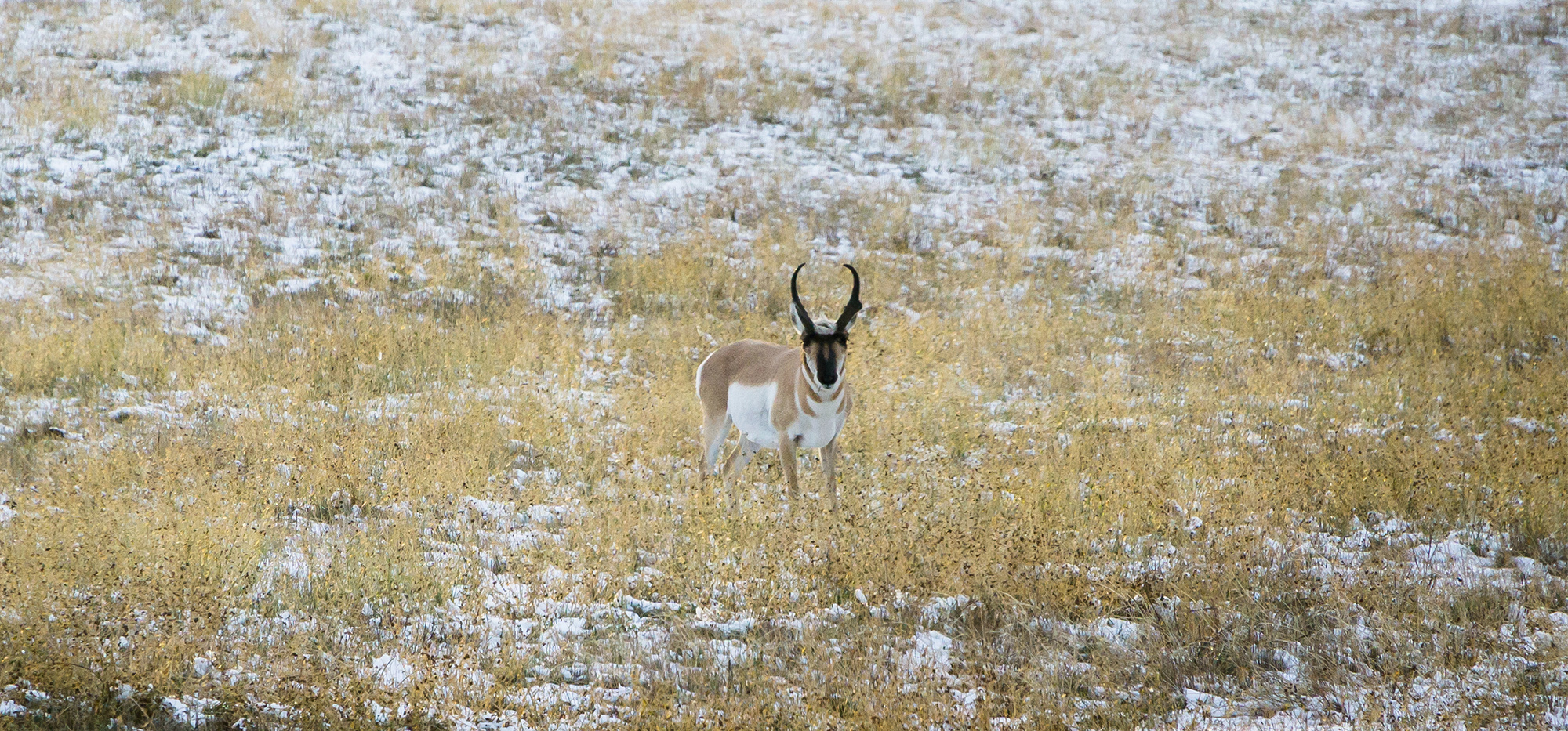 Update on Wintering Big Game Herds & 2020 License Numbers