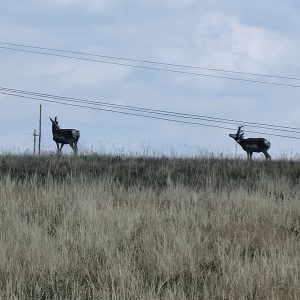 5 day Archery Antelope hunt